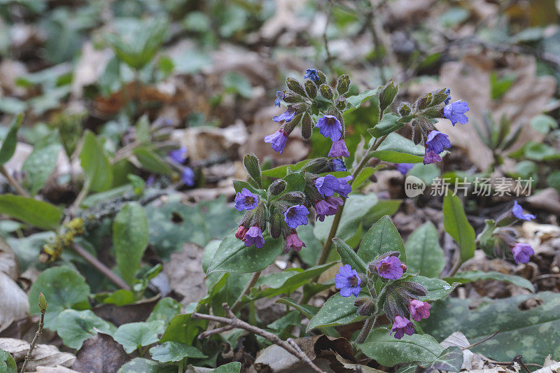 Pulmonaria officinalis